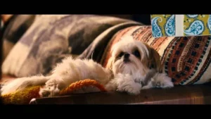 Sete Psicopatas e um Shih Tzu – Sete Psicopatas e um Shih tzu – Trailer Oficial – 04 de Janeiro nos Cinemas