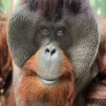 Sam the Orangutan