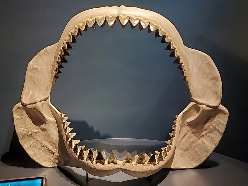 Megalodon: O Rei dos Mares Ainda Existe?