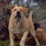 Spike