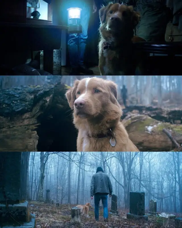 Good Boy: O Novo Terror Canino que Promete Surpreender